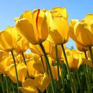 yaya yusma profile icon