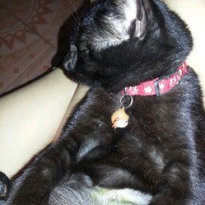 SYAFAWATI ABD RAHMAN profile icon