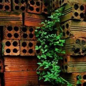 Lan Nguyen profile icon