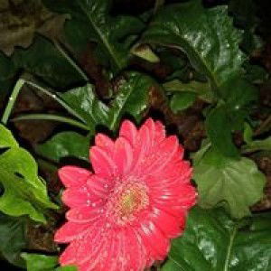 Putri Sukmawaty profile icon