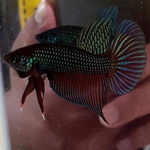 ปลากัดป่าใต้ Studio profile icon