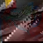 ปลากัดป่าใต้ Studio profile icon