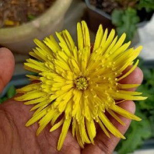 Ramiza razak profile icon