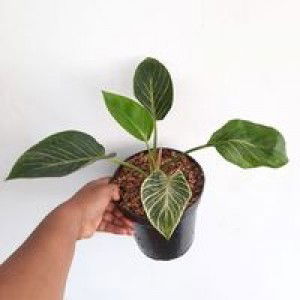 Riska hemy profile icon