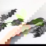 Riska hemy profile icon