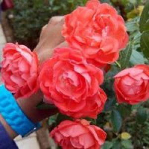 noriz wani profile icon