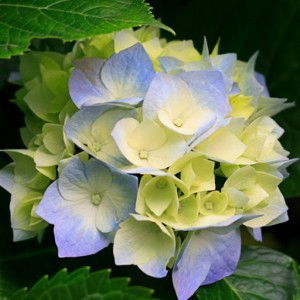 Dewi Setiyani Putri profile icon