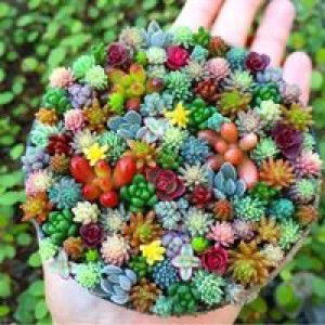 Phạm Nguyễn profile icon