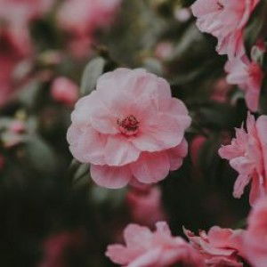 stefani indra profile icon