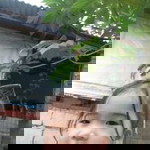 Cyra Paco profile icon