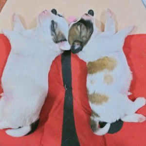 yuxkme panugalon profile icon