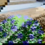 หมูน้อย สายลับ profile icon