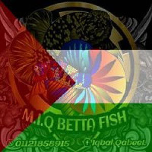 Iqbal Qabeel profile icon