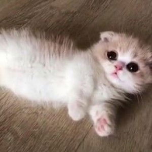 Siti Rifah profile icon