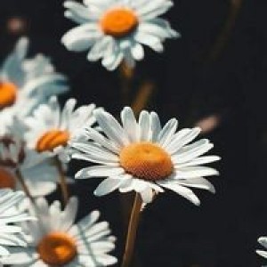 Riiskaa Kha profile icon