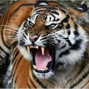 Agus Salmina profile icon