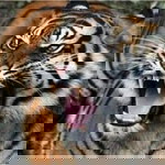 Agus Salmina profile icon