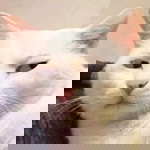 Tu Vực profile icon