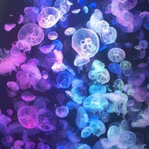 Dea Sonia profile icon