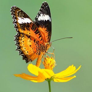 isniyah ayu pramesti profile icon