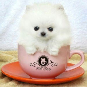 ZENG SHUHUI profile icon