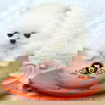 ZENG SHUHUI profile icon