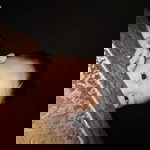 Chris Tynna profile icon