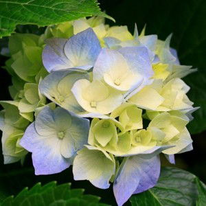 Ain Nurina profile icon