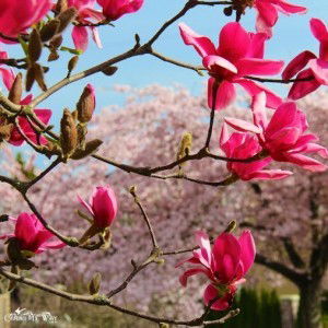 Wa Najwa profile icon