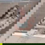 Lemon Sweet profile icon