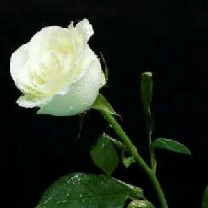 Fitra Khairunnisa profile icon