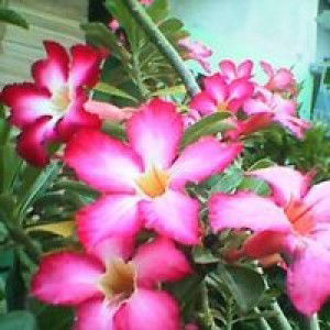 Yuniady Ady profile icon