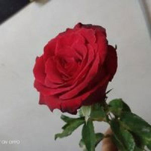 Sintaa Ayu Mardhatillah profile icon