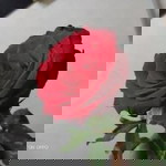 Sintaa Ayu Mardhatillah profile icon