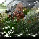 Suze Elfira profile icon