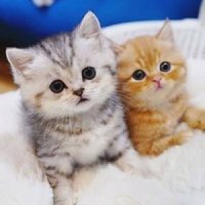 Nofi DY profile icon