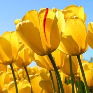 normalis 81 profile icon