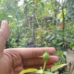 N Putri s profile icon