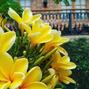 Resti Furwanti profile icon