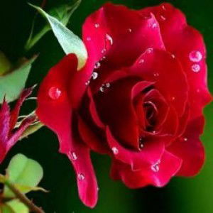 Wahyuni IA profile icon