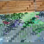 Roa'n dini profile icon