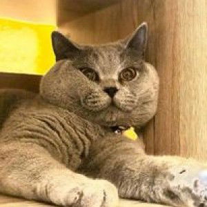 Nur Azura profile icon