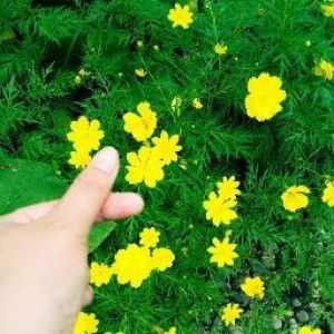 deni safrina profile icon