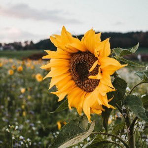 Atila Fahira profile icon