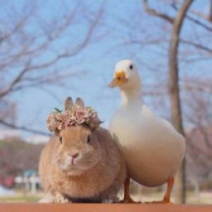 Indah Permatasari profile icon