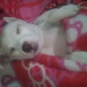 ANGEL V. HAPON profile icon