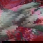 ANGEL V. HAPON profile icon