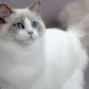 Selvi Tri Rahayu profile icon