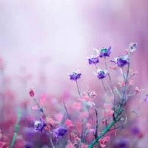 Erviana Sofyan profile icon