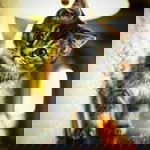 Laily F Mudzakkir profile icon